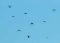 BLUE SKY BACKGROUND WITH BIRDS IN FLIGHT Royalty Free Stock Photo