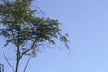 Blue sky background with clouds in a frame of leaves and tree branches Royalty Free Stock Photo