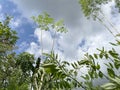 Blue sky background with clouds in a frame of leaves and tree branches Royalty Free Stock Photo