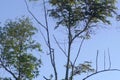 Blue sky background with clouds in a frame of leaves and tree branches Royalty Free Stock Photo