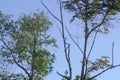 Blue sky background with clouds in a frame of leaves and tree branches Royalty Free Stock Photo