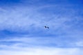 Blue sky background, pale cirrus White clouds. Simple natural background, landscape. Global climate change, warming. Seagull flies