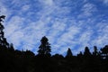 Blue Sky background With Pine Tree Forest . Amazing Nature View With cloudscape and landscape