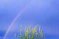 Blue sky background with rainbow and green leaves. Mediatation, climate, environment, meteo concept design. Copy space. Royalty Free Stock Photo