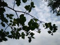 Blue sky background and silhouette of Turkey berry, Pea eggplant leaves and fruits Royalty Free Stock Photo