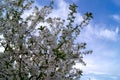 Blue sky background with tiny clouds. Cherry