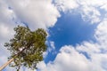 Blue sky background with white fluffy clouds in the blue sky with a large tree standing in the sky Royalty Free Stock Photo