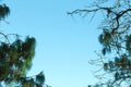 Blue sky banner with tree branches