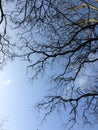 Blue sky bare branches Royalty Free Stock Photo