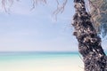 Blue sky with beach sea and brance Royalty Free Stock Photo