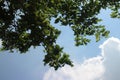 Blue sky and cloud with meadow trees. Plain landscape background for summer poster. Royalty Free Stock Photo