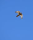 Kestrel in Flight