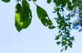 Blue sky behind a wormy tree leaf Royalty Free Stock Photo