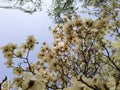 Beijing Spring sky trees Magnolia denudata
