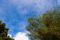 Blue sky with big green tree in the afternoon Royalty Free Stock Photo