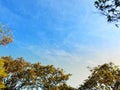 Blue sky and big tree on autumn season, sunlight nature on morning. Royalty Free Stock Photo