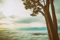 Blue sky and big  tree   at sunrise  ,analog filter  effect Royalty Free Stock Photo