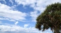 Blue sky with big white clouds, and part of a mediterran tree, travel to Africa