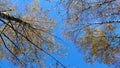 Blue sky in birch forest autumn texture background