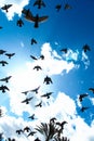 Blue sky full of birds flying Royalty Free Stock Photo