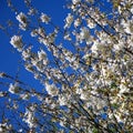 Blue sky and blossoming tree , Trentham gardens.