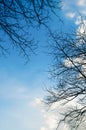 Blue sky with bough of tree.