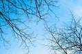 Blue sky with bough of tree.