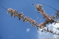 Blue sky and branch of blossoming Tamarix ramosissima Royalty Free Stock Photo
