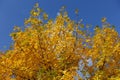 Blue sky and branches of Fraxinus pennsylvanica Royalty Free Stock Photo