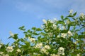 Blue sky and bush with a lot of spring flowers Royalty Free Stock Photo