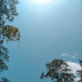 Blue Sky and Bushy Tree