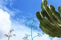 Blue sky and cactus landscape in Almeria Royalty Free Stock Photo