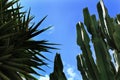 Blue sky and cactus landscape Royalty Free Stock Photo