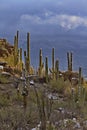 Blue sky and city of Tucson behind saguaro in winter