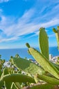 Blue sky, closeup of green nopal cactus plant growing on a hill with ocean or sea background. Succulent prickly pear