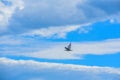 Seagull Flying Blue Sky, Cloudy Background, Science, Weather Royalty Free Stock Photo