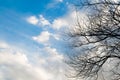 Blue sky with cloud and bough of tree.
