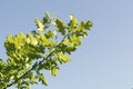 Branch of an oak tree against a blue sky in a bright sunny day Royalty Free Stock Photo