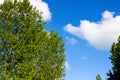 Blue sky with cloud and tree. Background of bright sun and a blue sky with clouds Royalty Free Stock Photo