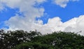 Blue sky with clouds background nature on green bush tree Royalty Free Stock Photo