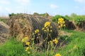 Blooming coleseed and bales of hay in the park in spring. Royalty Free Stock Photo