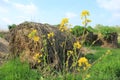 Blooming coleseed and bales of hay in the park in spring. Royalty Free Stock Photo