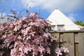 Blooming pink Clematis in the garden in spring. Royalty Free Stock Photo