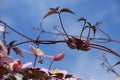 Blooming pink Clematis in the garden in spring.