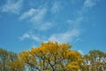 Blue sky with clouds and bright sun, maple and oak branches with fresh spring green leaves against the sky. Nature background or Royalty Free Stock Photo