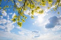 Blue sky with clouds and bright sun, oak branches with fresh green leaves