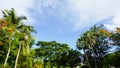 Blue sky with clouds lined up with coconut trees, greens and leaves with space for copy