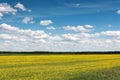 Blue sky with clouds over a field covered with flowers Royalty Free Stock Photo