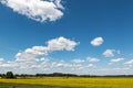 Blue sky with clouds over a field covered with flowers Royalty Free Stock Photo