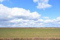 Blue sky. Clouds over the field. In the distance, the forest and the village. A large field of young grass, boundless. Agricultura